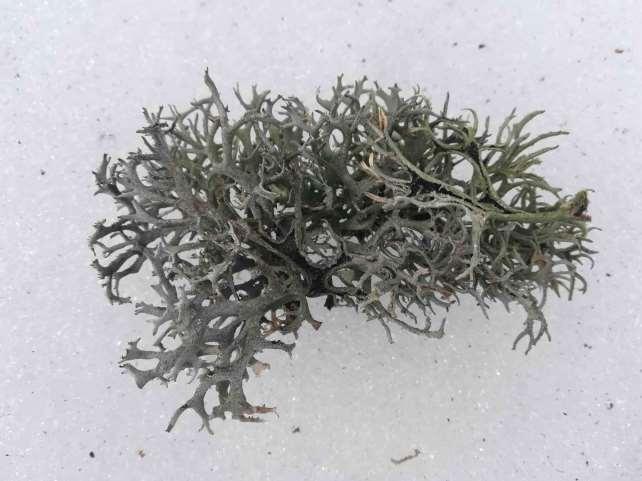 Foto 8 - Lichene epifita (che cresce sulle piante) distaccatosi dalla corteccia.