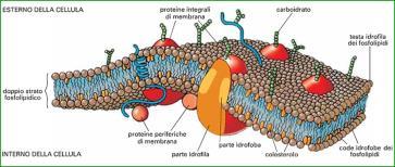 Le proteine integrali che sporgono sia all esterno che all interno della membrana sono dette proteine transmembrana.