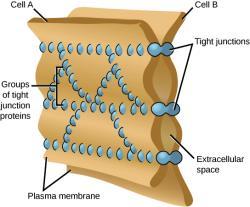 Giunzioni serrate Le giunzioni serrate si devono a proteine di membrana che si comportano come il velcro, formando linee di adesione tutt attorno alla cellula. Svolgono tre funzioni principali: 1.