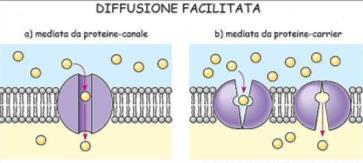 Diffusione facilitata È simile alla diffusione ma richiede la presenza di canali che colleghino l interno della cellula con l esterno.