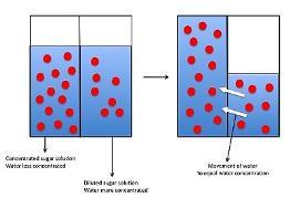 Osmosi È una particolare diffusione che si realizza ogni volta che due soluzioni acquose a diversa concentrazione sono separate da una membrana semipermeabile Consiste in un passaggio di acqua dalla