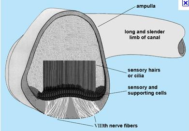 epitelio sensoriale disposto