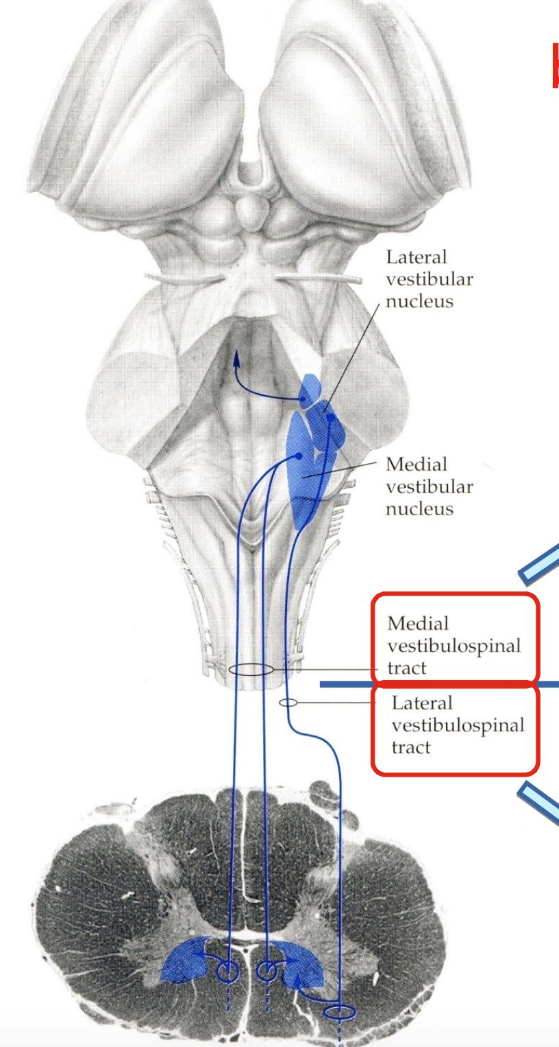 VIE VESTIBOLARI DISCENDENTI Fascio vestibolo-spinale