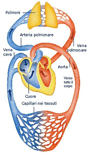 Valutazione del paziente con dispnea FASE C I parametri emodinamici (frequenza cardiaca e pressione arteriosa) solitamente