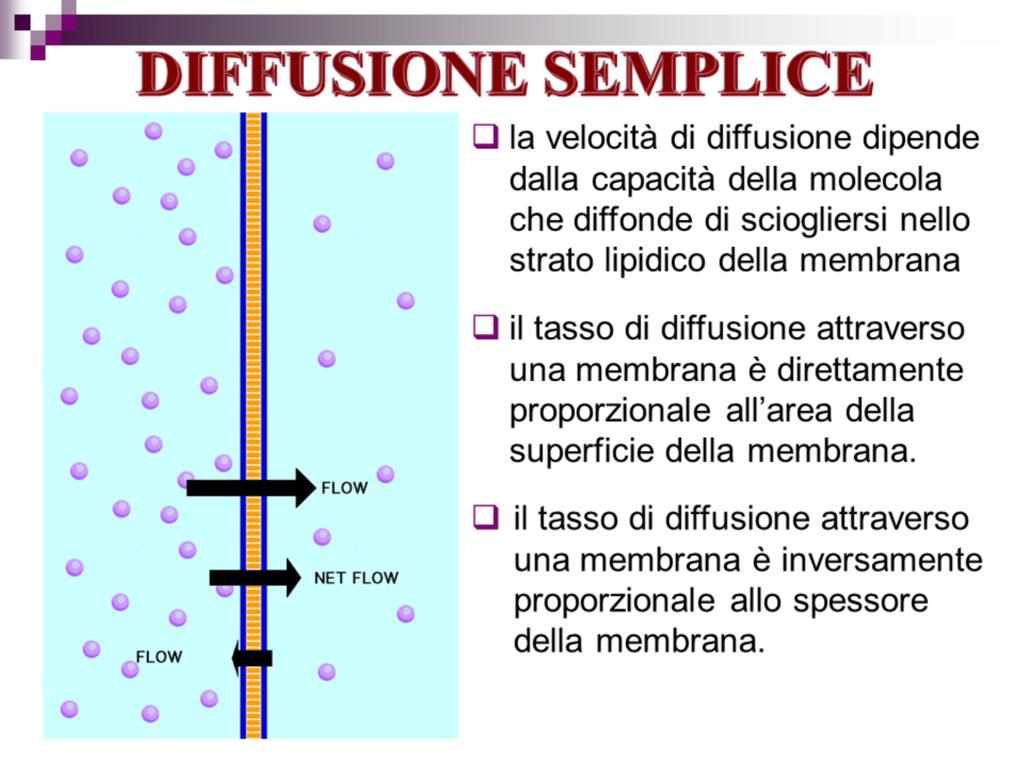 Se una membrana cellulare è permeabile a una molecola, tale molecola può entrare o uscire dalla cellula per diffusione.