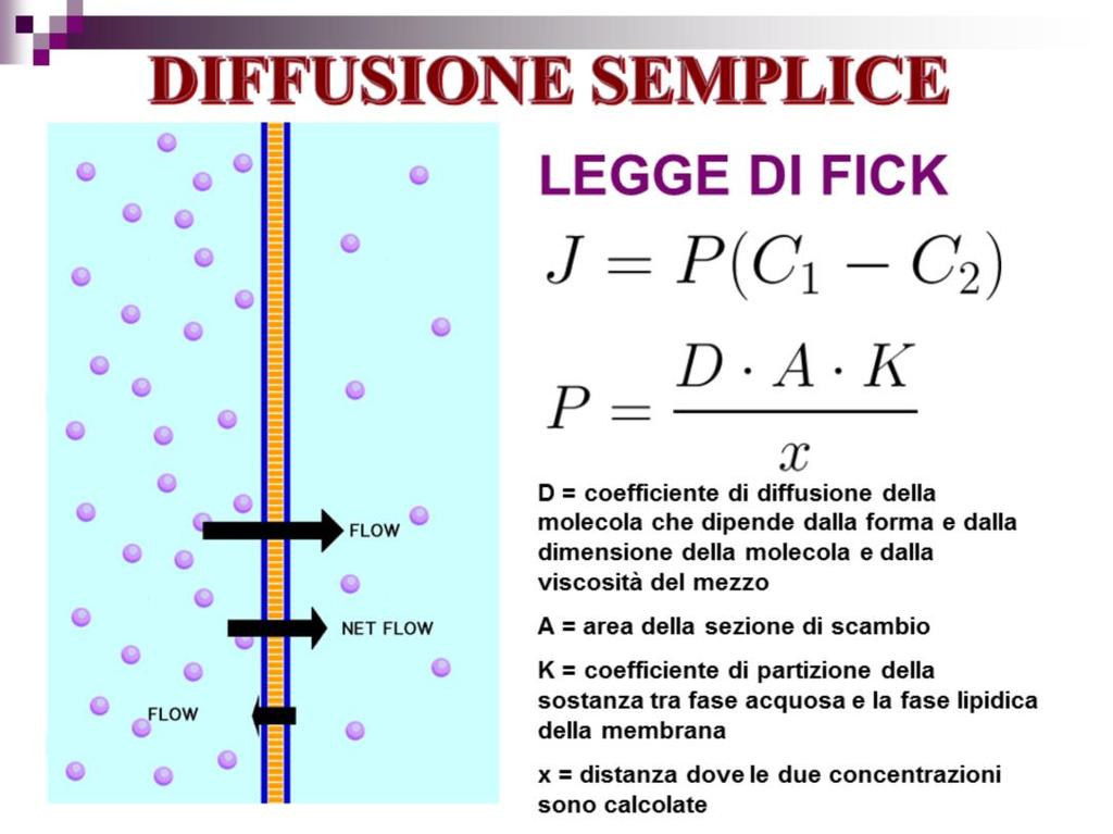 La permeabilità della molecola influenza chiaramente il flusso di un soluto attraverso la