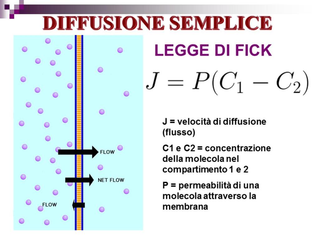 Le regole della diffusione semplice attraverso le membrane possono essere espresse matematicamente da una equazione nota come Legge di Fick sulla diffusione che permette di