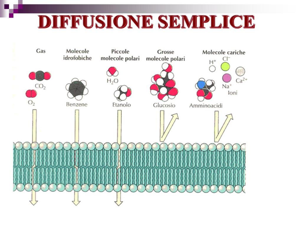 Quindi tutte le sostanze che formano pochi legami idrogeno con l acqua possono entrare più facilmente nel doppio strato lipidico mentre gli ioni inorganici non avranno quasi mai la possibilità di