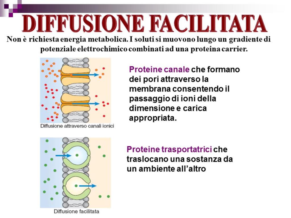 Ioni e piccole molecole cariche e molecole polari come zuccheri, amminoacidi ecc non possono attraversare il doppio strato lipidico a causa della loro forte polarità.