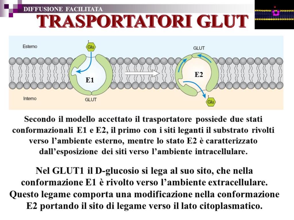 Nell ambiente intracellulare le concentrazioni di glucosio sono molto inferiori a quelle vigenti all esterno e quindi il substrato si stacca dal suo sito di legame.