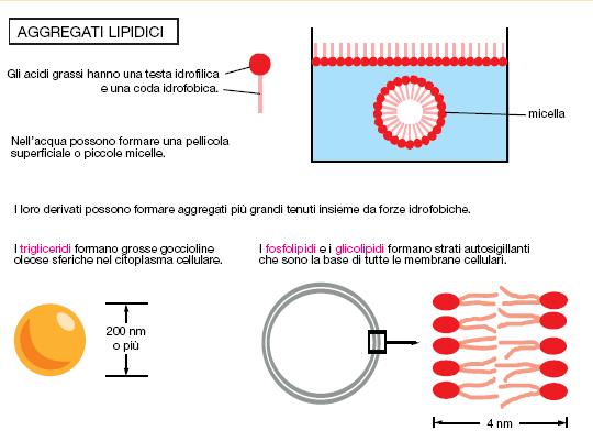 congiunto ad un piccolo composto idrofilo: etanolammina, colina o serina Un