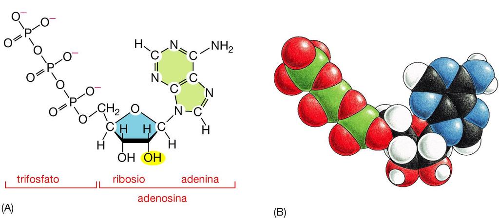 I nucleotidi possono fungere da trasportatori di energia ATP adenosina trifosfato Il suo fosfato terminale viene saldato