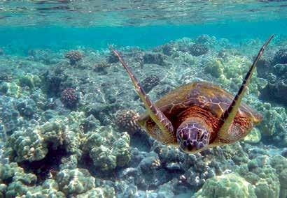 Cipro Nord Cipro Nord sinonimo di spettacolari spiagge bagnate da acque chiare e cristalline come difficilmente si possono trovare nel Mediterraneo.