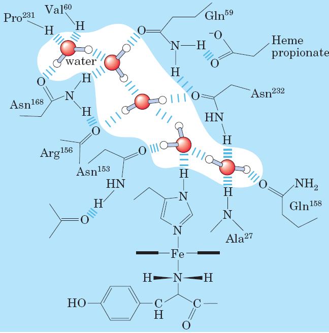 Un esempio di legami idrogeno di molecole d acqua all interno di una proteina.