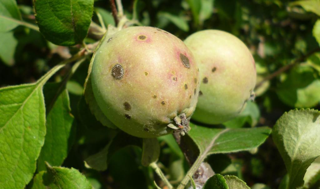 Una linea completa contro le infezioni primarie La ticchiolatura è la più grave e diffusa avversità fungina del melo.