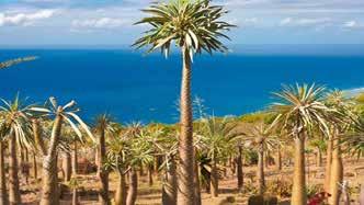 Si potranno osservare rarità botaniche come i Pachypodium, le Aloe e le tipiche palme atrana che si ammirano nella savana sconfinata, il baobab nano alto appena 50 cm, che nel periodo della fioritura