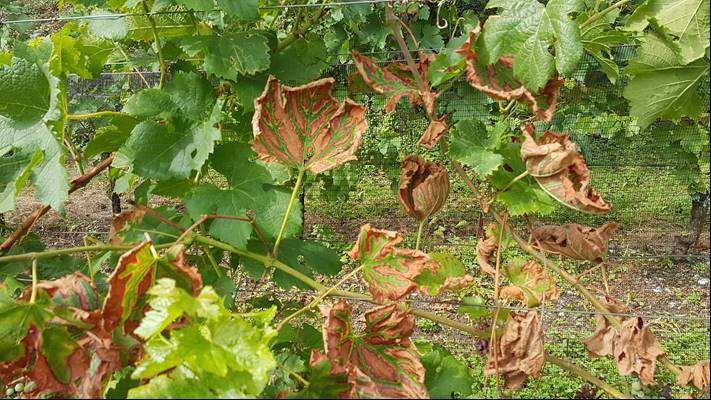 eventuali piogge nei vigneti dove si è appena cimato (assenza di nuove foglioline in crescita) oppure nei vigneti dove si intende cimare a breve (togliendo così eventuali nuove foglie non protette