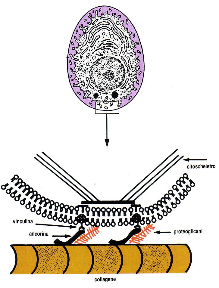 L ancorina è uno dei sistemi che assicura la connessione tra la superficie del condrocita e la sostanza fondamentale.