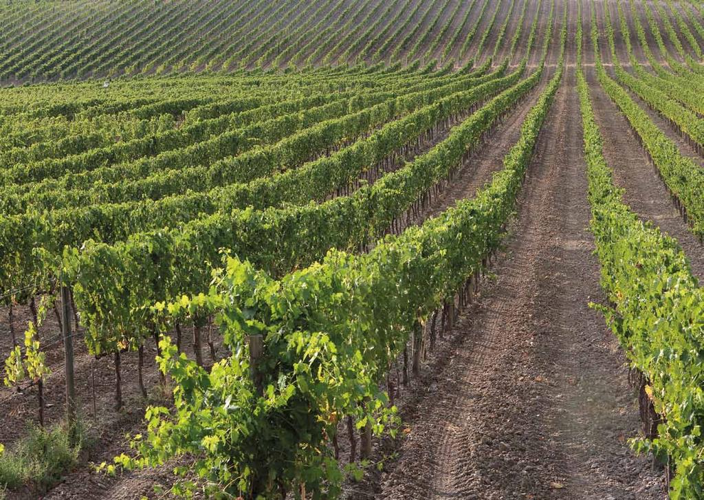 Situata nel cuore del Montalbano, Cantine Bonacchi svolge attività di produzione, vinificazione, imbottigliamento e commercializzazione dei migliori vini toscani da 3 generazioni.