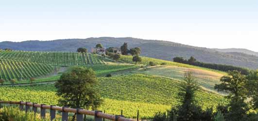 le Fattorie Cantine Bonacchi Quarrata - PT PISTOIA MASSA LUCCA PISTOIA PISA PRATO OVEST Quarrata FIRENZE Fattoria Casalino Castelnuovo Berardenga - SI Molino della Suga Montalcino - SI LIVORNO