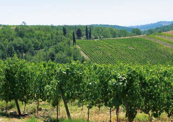 Il terreno qui nella zona del Chianti Classico, una delle più antiche zone del mondo coltivate a vigna, è formato da alberese e galestro.