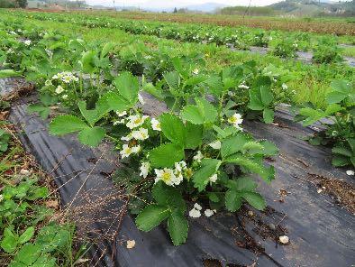 Fragole in fioritura (foto D. Fontanive).