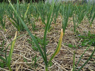 Spesso tale carenza non è dovuta a una vera e propria scarsità dell elemento, quanto piuttosto a un ph troppo acido del suolo che crea problemi di assorbimento.