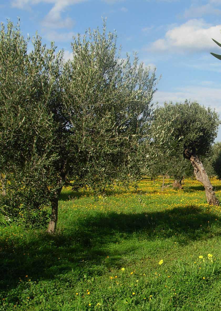 Uliveti dell Azienda Agricola Bonasia Gaetano - Bitonto (BA) Alce Nero SpA Via