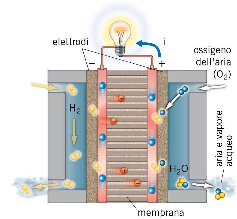 Gli elettroni, bloccati dalla membrana, fluiscono lungo il filo esterno verso l elettrodo positivo, generando una corrente.