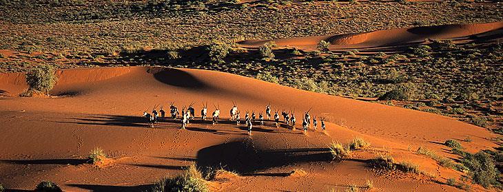 Il lodge è immerso in un oasi di verde sotto alte palme ed è situato tra le dune rosse del deserto del Kalahari.
