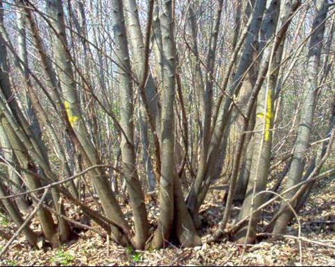 Rimboschimento e compensazioni Compensazioni ai sensi della Legge regionale 10 febbraio 2009, n. 4 e s.m.i Art. 19. Trasformazione del bosco in altra destinazione d'uso 4.