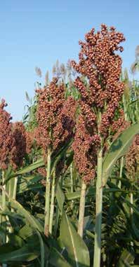 CICLO: medio precoce (58 giorni da emergenza a fioritura) DOSE DI SEMINA: 34-36 piante/mq con semina di precisione, pari a 13-16 kg/ha.