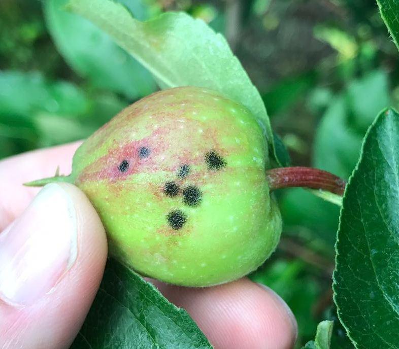 Recapito frutticolo e bollettino Due i recapiti, di cui uno gestito dal U.O. Fitosanitario, con cadenza settimanale, da marzo a settembre.