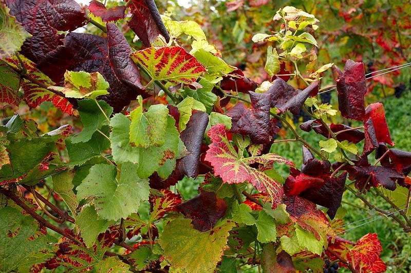 FLAVESCENZA DORATA E LEGNO NERO Estirpare immediatamente le piante sintomatiche! Le piante infette sono pericolose per la sanità delle altre.