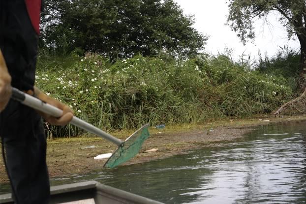 1 Anguilla Anguilla anguilla 2 2 2 Carpa Cyprinus carpio 2 4 3 Cavedano Leuciscus