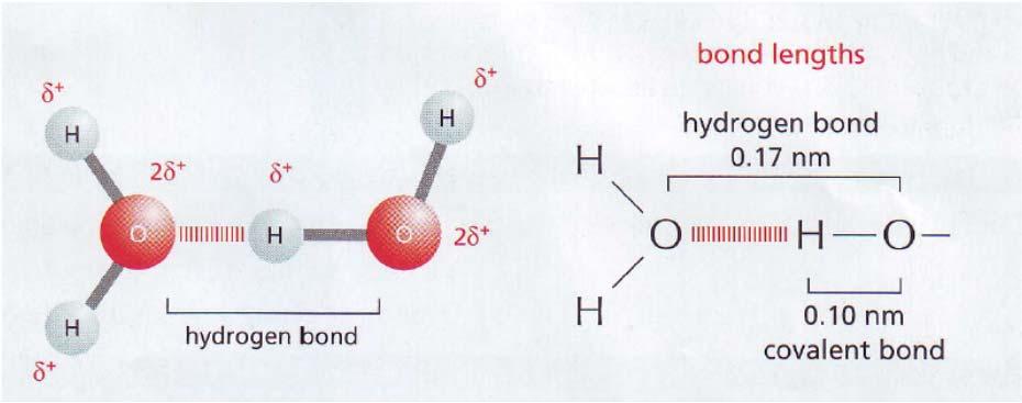 Legami di idrogeno Dato che sono polarizzate, le molecole di H 2 O possono formare un legame detto «legame di idrogeno».