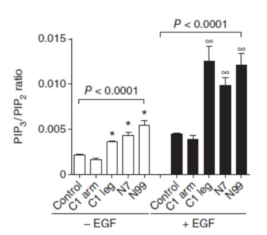 PDK1 AKT Hyperactivity of PI3K