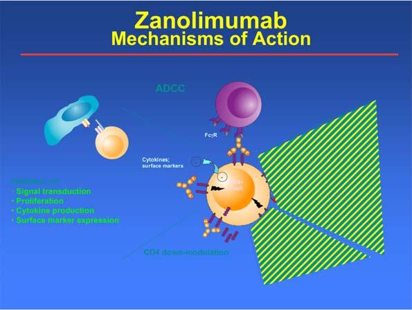 Zanolimumab Mechanisms of Action ADCC Fc R Cytokines; surface markers - C1q CDC Inhibition of: Signal transduction