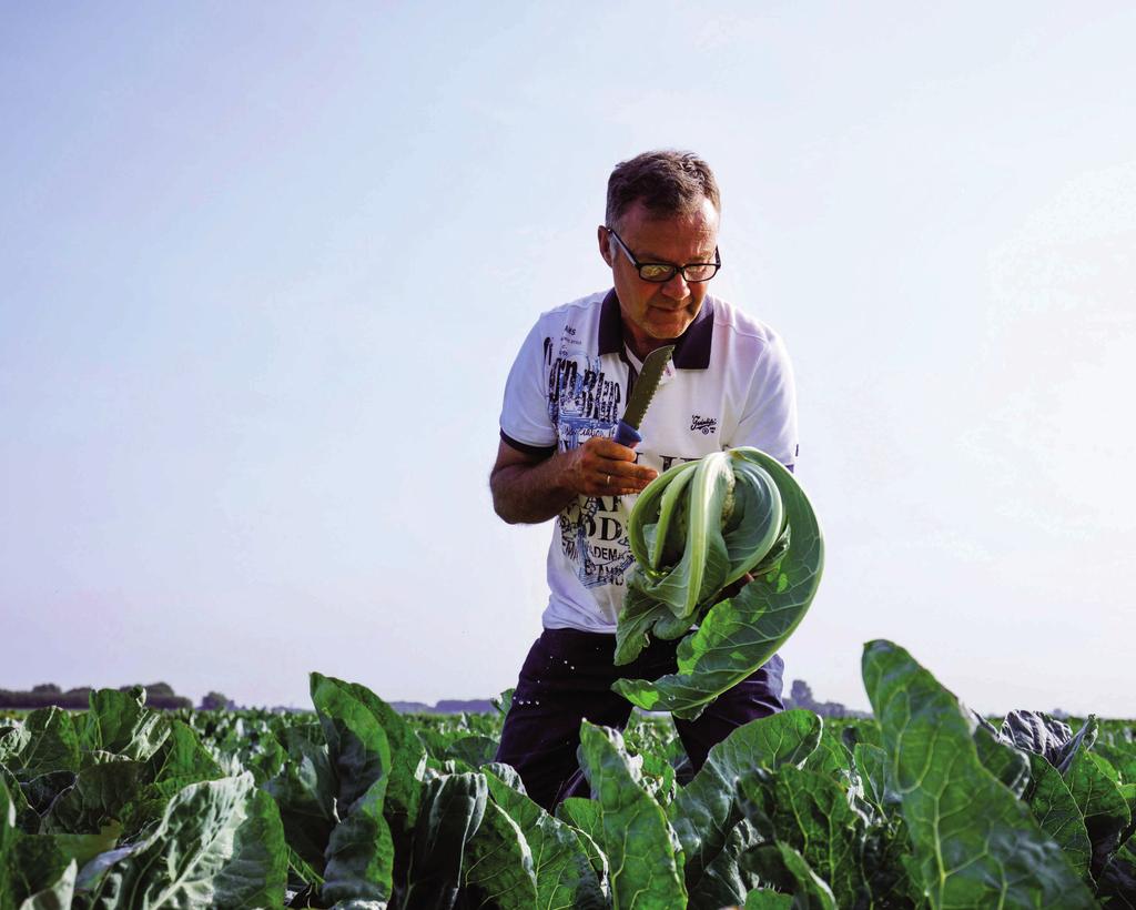 Gamma 2019/20 Cavolfiore e Broccolo In collaborazione con i produttori italiani, la gamma Rijk Zwaan si rinnova per