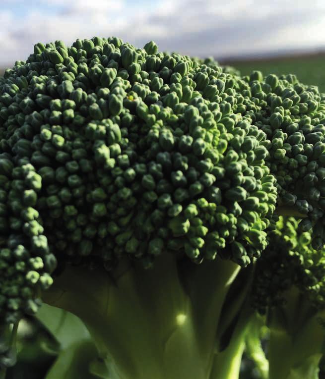 La proposta varietale di cavolfiori e broccoli per il mercato fresco e per l industria si arricchisce infatti con