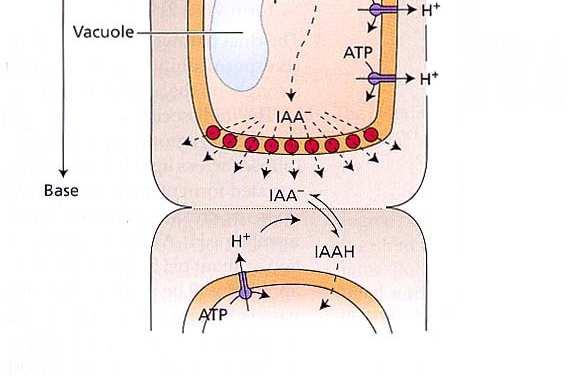 (AUX1/LAX) Modello chemiosmotico p = E - 59mV ph