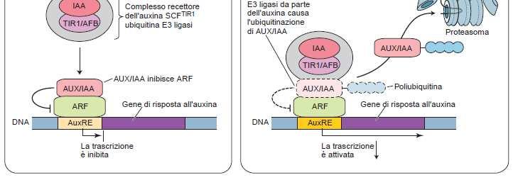 Il recettore dell auxina è stato identificato TIR1 è parte del complesso SCF