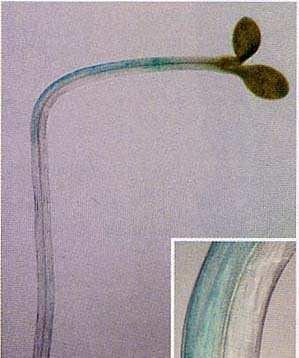 pianta Arabidopsis trasformata con il costrutto DR5::GUS DR5 = promotore gene GH3 (indotto da