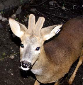 Allevandoli si corre inoltre il rischio di imprintarli sull'uomo, facendone animali con una identità specifica deviata in modo irreversibile e non più in grado di affrontare una