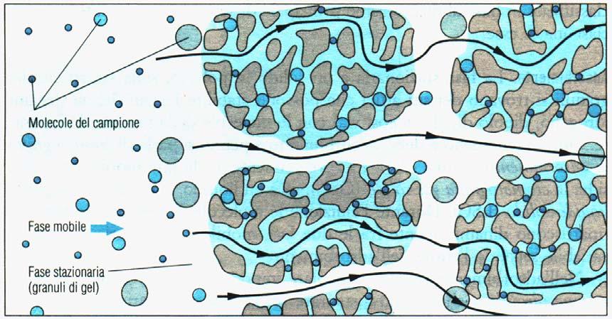 11 Esclusione sterica La fase stazionaria è un solido o un gel che presenta dei pori di