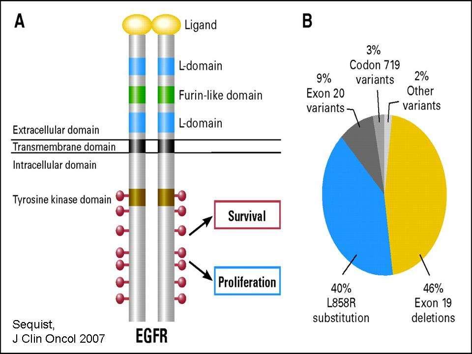 EGFR mutations