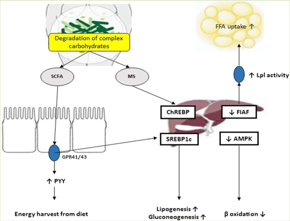 Meccanismo metabolico Energia derivante da SCFAs Assorbimento del glucosio (+ espressione epatica di ChREBP e SREBP 1, proteine leganti l elemento responsivo ai carboidrati e agli steroli) e