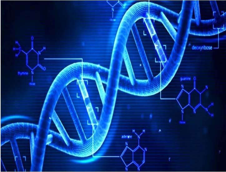 OBIETTIVI della RICERCA Caratterizzazione genetica del microbiota Identificazione delle alterazioni del microbiota nelle varie patologie