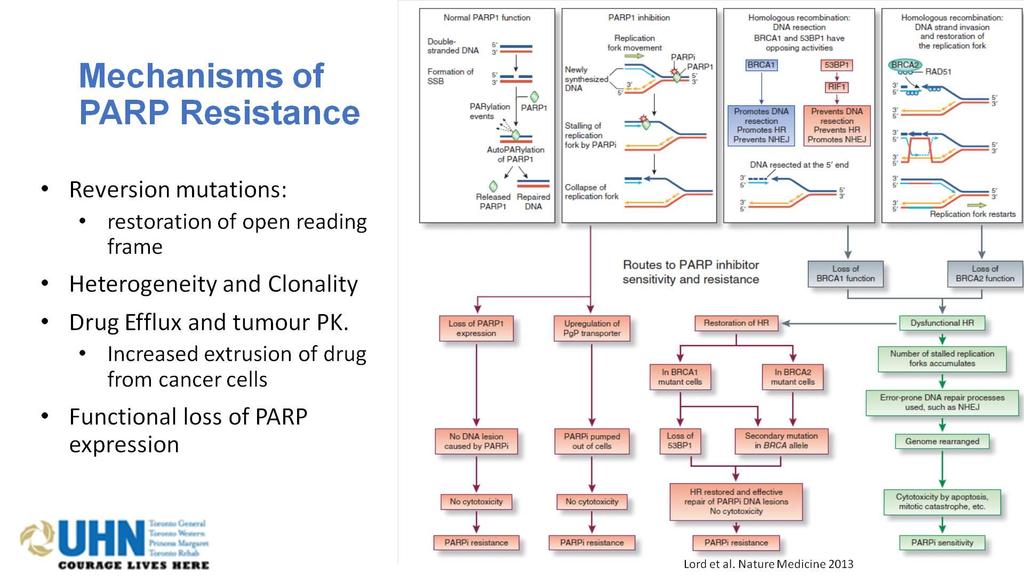 Mechanisms of PARP Resistance<br />