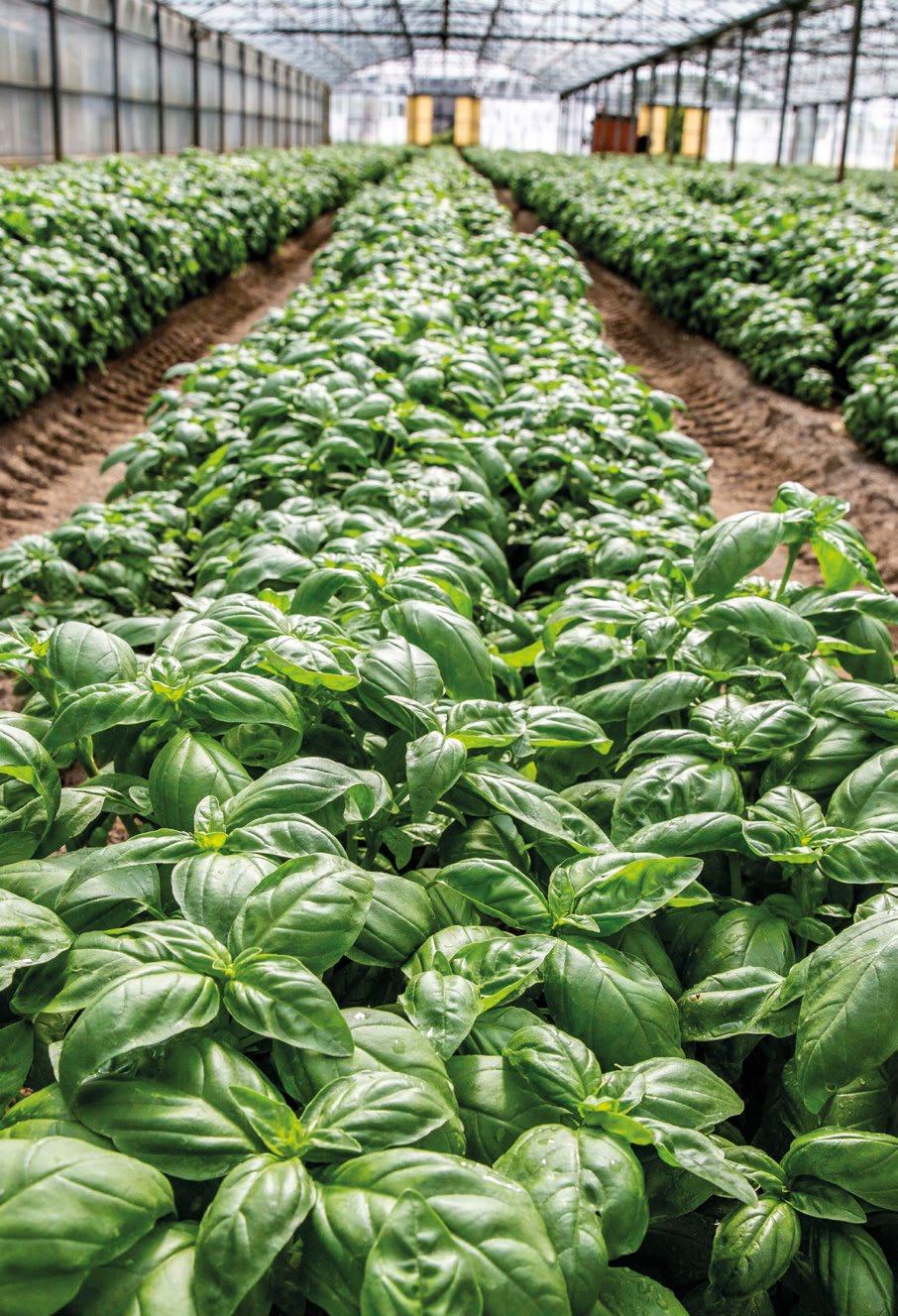 L'AGRICOLTORE, IL PIÙ GRANDE LAVORO SULLA TERRA Il valore dell'agricoltura Oggi, il valore dei sistemi agricolo e agroalimentare italiani supera la soglia dei 260 miliardi di Euro, pari al 17% del